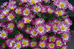 Purple Springs Chrysanthemum (Chrysanthemum 'Purple Springs') at Lakeshore Garden Centres