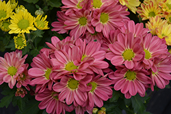 Hilo Mango Chrysanthemum (Chrysanthemum 'Hilo Mango') at Lakeshore Garden Centres