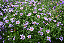 Days Blue Aster (Symphyotrichum novi-belgii 'Days Blue') at Lakeshore Garden Centres