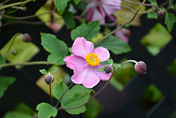 Grapeleaf Anemone (Anemone tomentosa 'Robustissima') at Peter Knippel Garden Centre