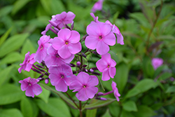 Super Ka-Pow Pink Garden Phlox (Phlox paniculata 'Balsukapin') at Lakeshore Garden Centres