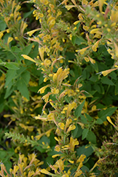 Kudos Yellow Hyssop (Agastache 'Kudos Yellow') at Peter Knippel Garden Centre