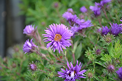 Grape Crush New England Aster (Symphyotrichum novae-angliae 'Grape Crush') at Peter Knippel Garden Centre
