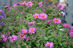 Pink Crush New England Aster (Symphyotrichum novae-angliae 'Pink Crush') at Peter Knippel Garden Centre