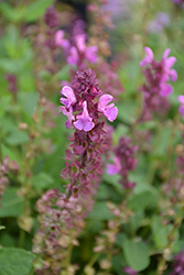 Swifty Rose Multiflora Meadow Sage (Salvia nemorosa 'Swifty Rose Multiflora') at Lakeshore Garden Centres