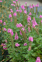 Ronica Fuchsia Speedwell (Veronica 'Ronica Fuchsia') at Lakeshore Garden Centres