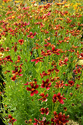 Red Satin Tickseed (Coreopsis 'Red Satin') at Peter Knippel Garden Centre