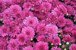 Padre Cerise Chrysanthemum (Chrysanthemum 'Padre Cerise') at Lakeshore Garden Centres