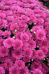 Danielle Purple Chrysanthemum (Chrysanthemum 'Danielle Purple') at Lakeshore Garden Centres