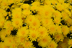 Elena Gold Chrysanthemum (Chrysanthemum 'Elena Gold') at Lakeshore Garden Centres