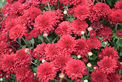 Patty Pomegranate Chrysanthemum (Chrysanthemum 'Patty Pomegranate') at Lakeshore Garden Centres
