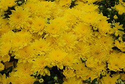 Blitz Lemon Chrysanthemum (Chrysanthemum 'Blitz Lemon') at Lakeshore Garden Centres