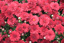Ashley Red Chrysanthemum (Chrysanthemum 'Ashley Red') at Lakeshore Garden Centres