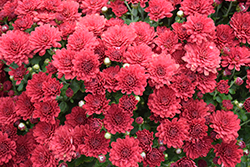 Danielle Red Chrysanthemum (Chrysanthemum 'Danielle Red') at Lakeshore Garden Centres