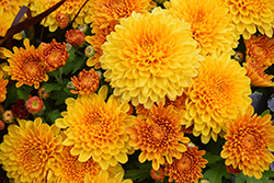 Hot Sugar Gold Bronze Chrysanthemum (Chrysanthemum 'Hot Sugar Gold Bronze') at Lakeshore Garden Centres