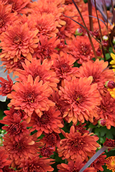 Padre Orange Chrysanthemum (Chrysanthemum 'Padre Orange') at Lakeshore Garden Centres