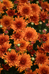 Sunset Bronze Chrysanthemum (Chrysanthemum 'Sunset Bronze') at Lakeshore Garden Centres