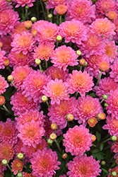 Flamingo Neon Pink Chrysanthemum (Chrysanthemum 'Flamingo Neon Pink') at Lakeshore Garden Centres