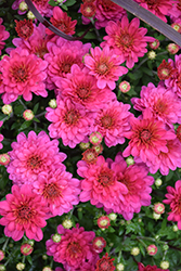 Pink Frenzy Chrysanthemum (Chrysanthemum 'CIFZ0028') at Lakeshore Garden Centres