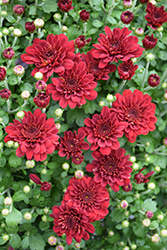 Power Red Chrysanthemum (Chrysanthemum 'Power Red') at Lakeshore Garden Centres