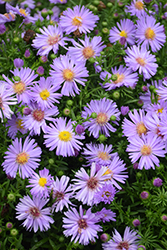 Daydream Lavender Aster (Symphyotrichum novi-belgii 'Daydream Lavender') at Lakeshore Garden Centres
