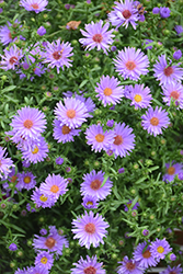 Believer Purple Aster (Symphyotrichum novi-belgii 'Believer Purple') at Lakeshore Garden Centres