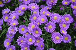 Magic Purple Aster (Symphyotrichum novi-belgii 'Magic Purple') at Lakeshore Garden Centres