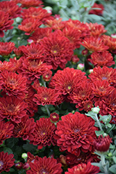 Samantha Red Chrysanthemum (Chrysanthemum 'Samantha Red') at Lakeshore Garden Centres