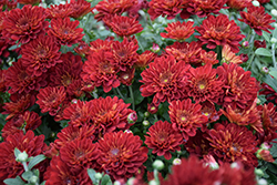 Soul Sister Red Chrysanthemum (Chrysanthemum 'Soul Sister Red') at Lakeshore Garden Centres