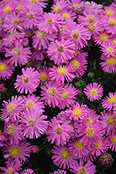 Hazy Dark Pink Aster (Symphyotrichum novi-belgii 'Hazy Dark Pink') at Lakeshore Garden Centres