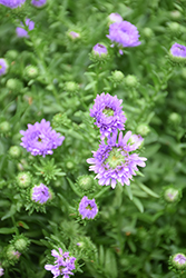 Henry III Purple Aster (Symphyotrichum novi-belgii 'Henry III Purple') at Lakeshore Garden Centres