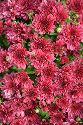 Buzz Merlot Chrysanthemum (Chrysanthemum 'Buzz Merlot') at Lakeshore Garden Centres