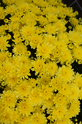 Moonglow Yellow Chrysanthemum (Chrysanthemum 'Moonglow Yellow') at Lakeshore Garden Centres