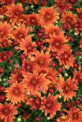 Zuma Orange Chrysanthemum (Chrysanthemum 'Zuma Orange') at Lakeshore Garden Centres