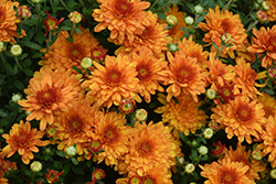 Beverly Orange Chrysanthemum (Chrysanthemum 'Beverly Orange') at Lakeshore Garden Centres