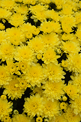 Beach Yellow Chrysanthemum (Chrysanthemum 'Beach Yellow') at Lakeshore Garden Centres