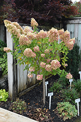 Limelight Hydrangea (tree form) (Hydrangea paniculata 'Limelight (tree form)') at Peter Knippel Garden Centre