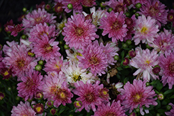 Jamboree Purple and White Chrysanthemum (Chrysanthemum 'Jamboree Purple and White') at Lakeshore Garden Centres