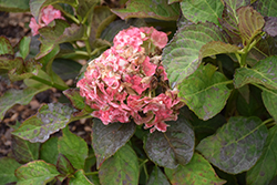 Miss Saori Hydrangea (Hydrangea macrophylla 'Miss Saori') at Lakeshore Garden Centres
