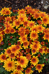 Banquet Red Bicolor Chrysanthemum (Chrysanthemum 'Banquet Red Bicolor') at Lakeshore Garden Centres