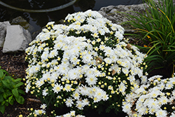 Bridal White Chrysanthemum (Chrysanthemum 'Bridal White') at Lakeshore Garden Centres