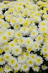 Moonglow White Chrysanthemum (Chrysanthemum 'Moonglow White') at Lakeshore Garden Centres