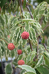 Samaritan Chinese Dogwood (Cornus kousa 'Samaritan') at Lakeshore Garden Centres