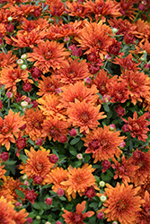 Paradiso Bronze Chrysanthemum (Chrysanthemum 'Paradiso Bronze') at Lakeshore Garden Centres