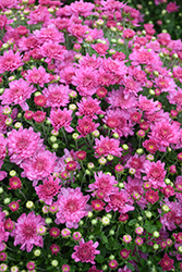 Fonti Dark Pink Chrysanthemum (Chrysanthemum 'Fonti Dark Pink') at Lakeshore Garden Centres