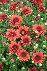 Wanda Bronze Chrysanthemum (Chrysanthemum 'Wanda Bronze') at Lakeshore Garden Centres