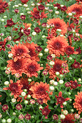 Beverly Bronze Chrysanthemum (Chrysanthemum 'Beverly Bronze') at Lakeshore Garden Centres