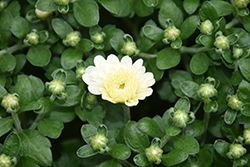 Gigi Snow Chrysanthemum (Chrysanthemum 'Gigi Snow') at Lakeshore Garden Centres