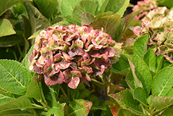 Tilt-A-Swirl Hydrangea (Hydrangea macrophylla 'QUFU') at Lakeshore Garden Centres