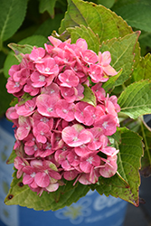 Tilt-A-Swirl Hydrangea (Hydrangea macrophylla 'QUFU') at Lakeshore Garden Centres